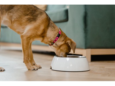¿Pensando en mejorar la dieta de tu perro?