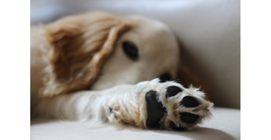 ¿Cómo cuidar y proteger las almohadillas de los perros?