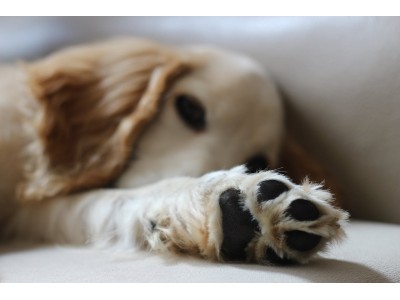 ¿Cómo cuidar y proteger las almohadillas de los perros?