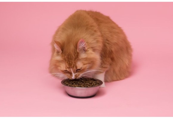 Proteína para gatos ¿Cuáles son las mejores?