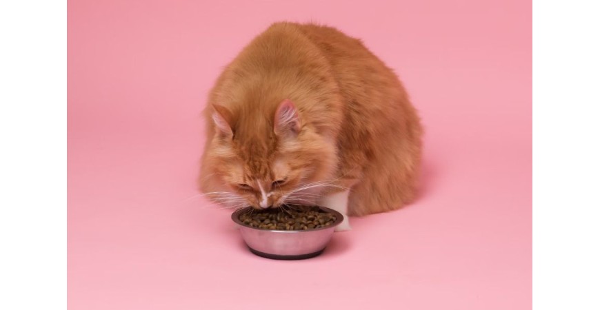 Proteína para gatos ¿Cuáles son las mejores?