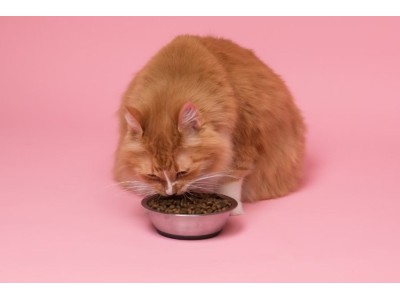 Proteína para gatos ¿Cuáles son las mejores?