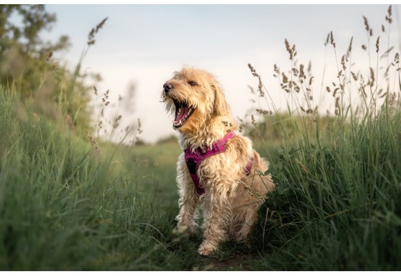 ¿Alguna vez te has preguntado por qué los perros comen hierba?