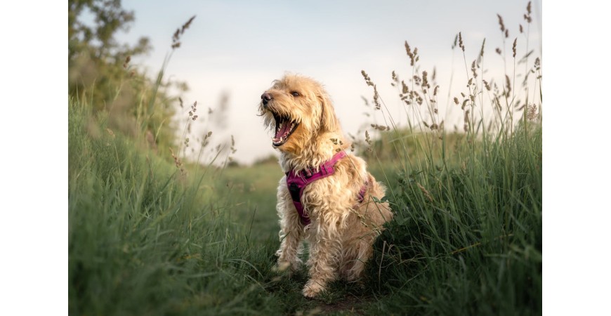 ¿Alguna vez te has preguntado por qué los perros comen hierba?