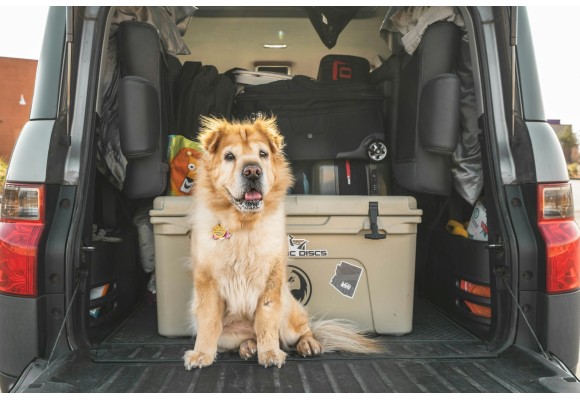 Guía práctica para un viaje seguro con tu mascota
