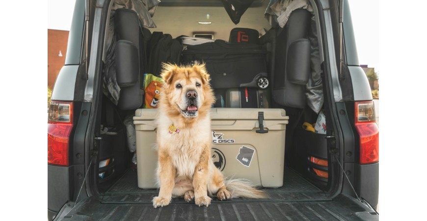 Guía práctica para un viaje seguro con tu mascota
