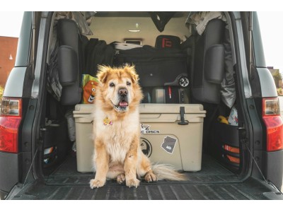 Guía práctica para un viaje seguro con tu mascota