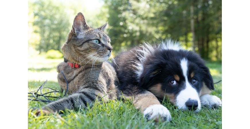 ¿Tu mascota no quiere comer con el calor? Consejos y soluciones