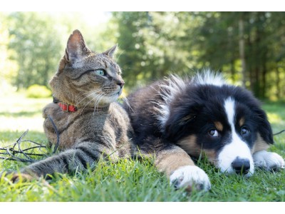 ¿Tu mascota no quiere comer con el calor? Consejos y soluciones