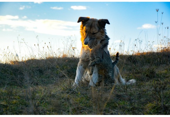 Perros y gatos ¿Cómo prevenir pulgas, garrapatas y mosquitos?