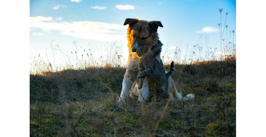 Perros y gatos ¿Cómo prevenir pulgas, garrapatas y mosquitos?