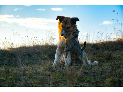 Perros y gatos ¿Cómo prevenir pulgas, garrapatas y mosquitos?