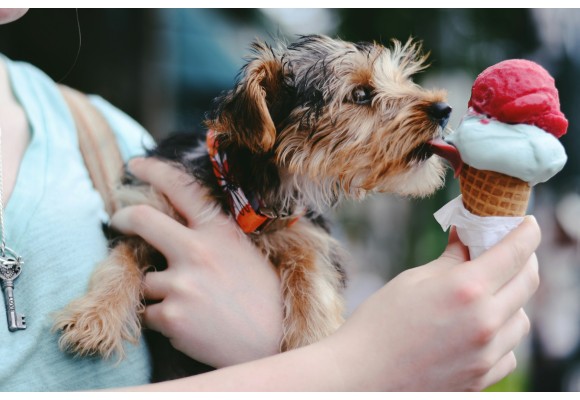 ¿Tu mascota bebe suficiente agua? Tips para mantenerla hidratada