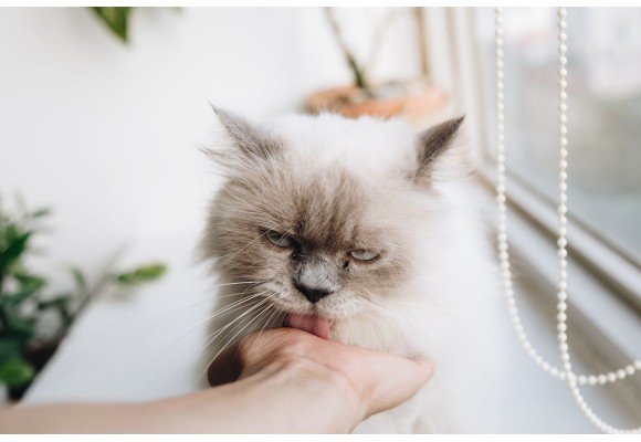 ¿Tu gato se queda en casa en vacaciones? Consejos para garantizar su bienestar