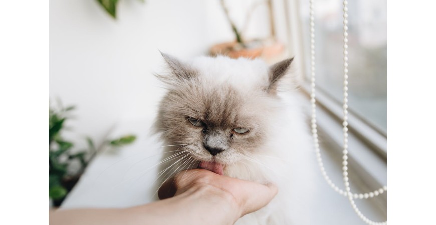 ¿Tu gato se queda en casa en vacaciones? Consejos para garantizar su bienestar