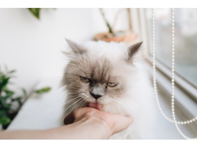 ¿Tu gato se queda en casa en vacaciones? Consejos para garantizar su bienestar