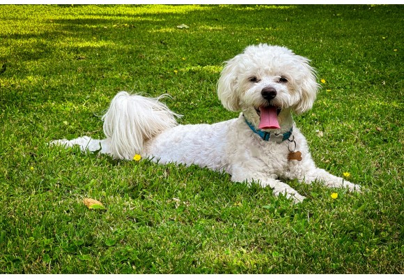 ¿Cómo debe ser la comida para perros de raza mini? 