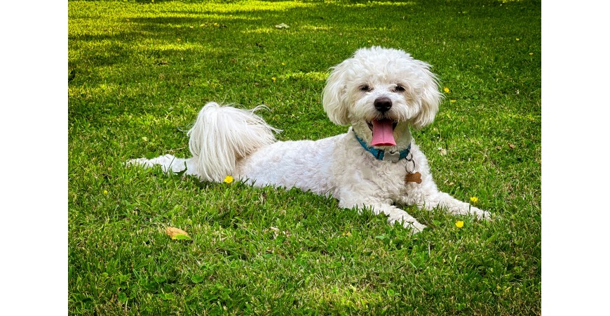 ¿Cómo debe ser la comida para perros de raza mini? 