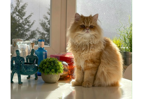 ¿Vas a esterilizar a tu gato? Descubre qué alimentación deberás darle