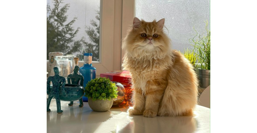 ¿Vas a esterilizar a tu gato? Descubre qué alimentación deberás darle