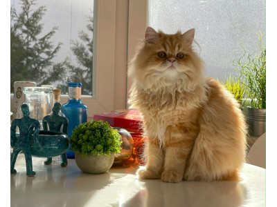 ¿Vas a esterilizar a tu gato? Descubre qué alimentación deberás darle