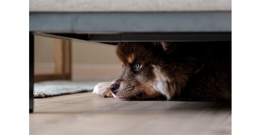 ¿Qué hacer si mi perro tiene miedo a las tormentas?