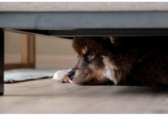 ¿Qué hacer si mi perro tiene miedo a las tormentas?