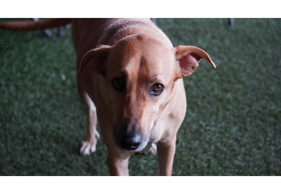 Consejos para la vuelta a la rutina con tu perro