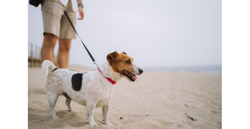 ¡Prevenir la obesidad en mascotas! Tips nutricionales 