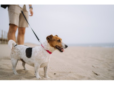 ¡Prevenir la obesidad en mascotas! Tips nutricionales 