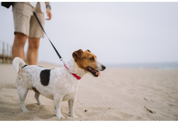 ¡Prevenir la obesidad en mascotas! Tips nutricionales 
