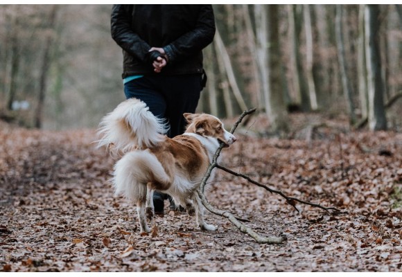 Alimentación saludable para perros en otoño