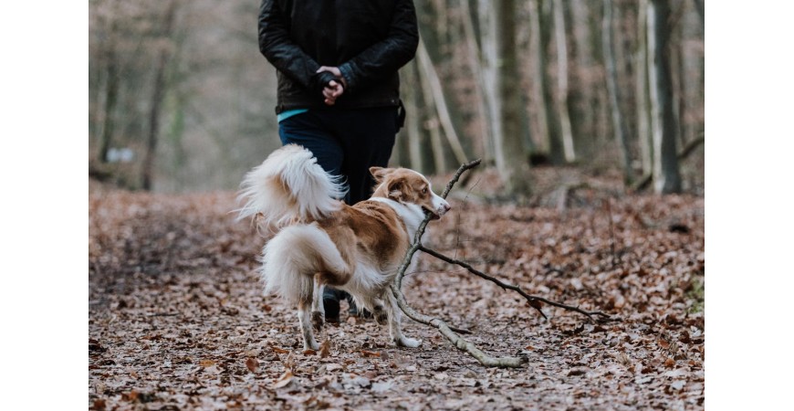 Alimentación saludable para perros en otoño