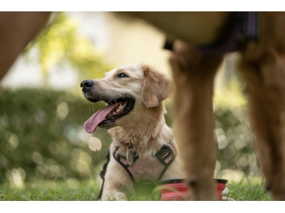 Piensos para perros hipoalergénicos: cuándo y por qué elegirlos