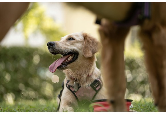Piensos para perros hipoalergénicos: cuándo y por qué elegirlos