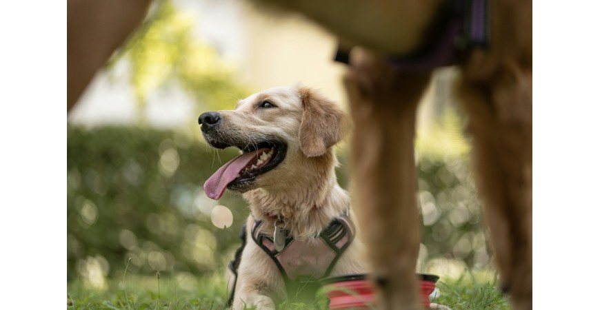 Piensos para perros hipoalergénicos: cuándo y por qué elegirlos