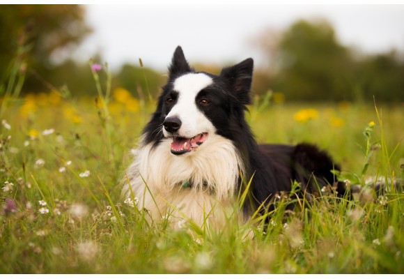 Piensos Grain Free para perros con sensibilidad digestiva