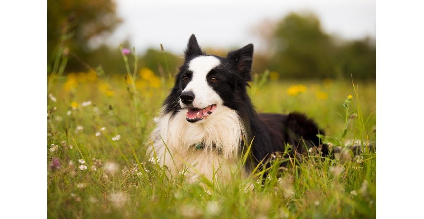 Piensos Grain Free para perros con sensibilidad digestiva