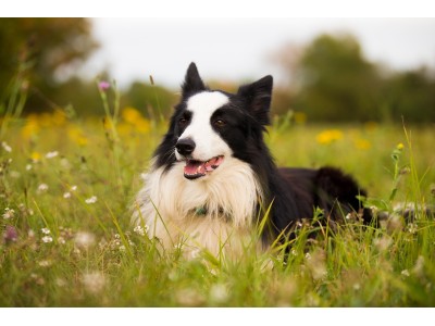 Piensos Grain Free para perros con sensibilidad digestiva