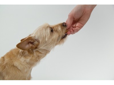 ¿Pueden los perros comer embutidos? Riesgos y alternativas seguras