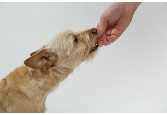 ¿Pueden los perros comer embutidos? Riesgos y alternativas seguras