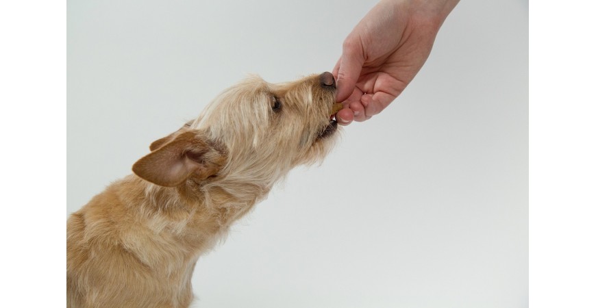 ¿Pueden los perros comer embutidos? Riesgos y alternativas seguras