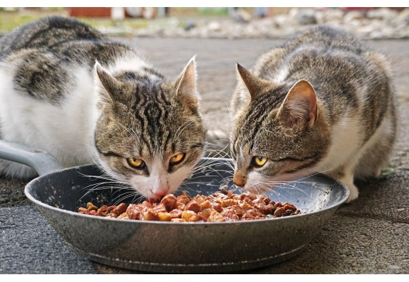 Los 5 errores más comunes al alimentar a tu gato 