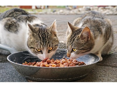 Los 5 errores más comunes al alimentar a tu gato 