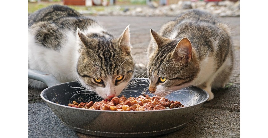 Los 5 errores más comunes al alimentar a tu gato 