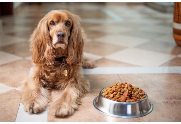 Top 5 alimentos premium para perros