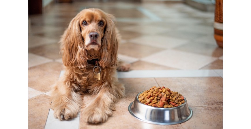 Top 5 alimentos premium para perros