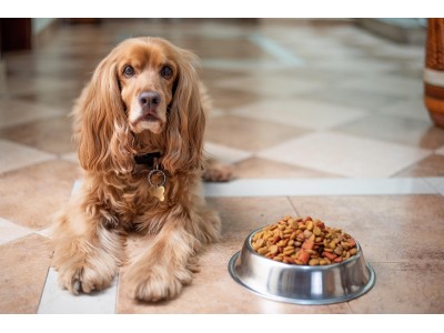 Top 5 alimentos premium para perros