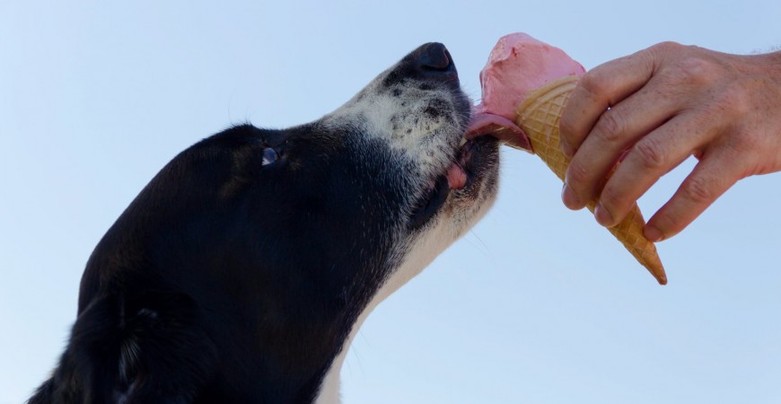 Alimentación para perros: qué puede y qué no puede comer