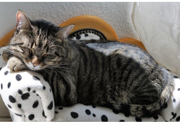 Encuentra la mejor comida para tu gato esterilizado en Yerbero Nature